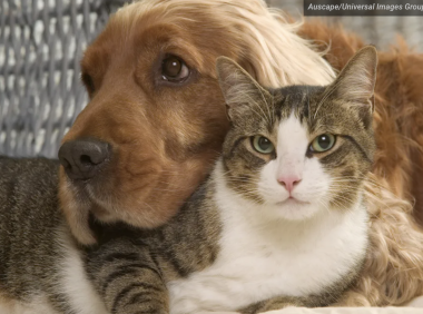 2024年最流行的宠物名字揭晓!费城最火的名字有哪些?